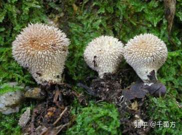 67歧裂灰包别名灰凤梨,德氏歧裂灰包,德氏灰凤梨