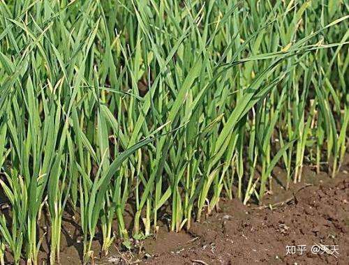 益农控股 冬春季节大棚蒜苗种植方法 知乎