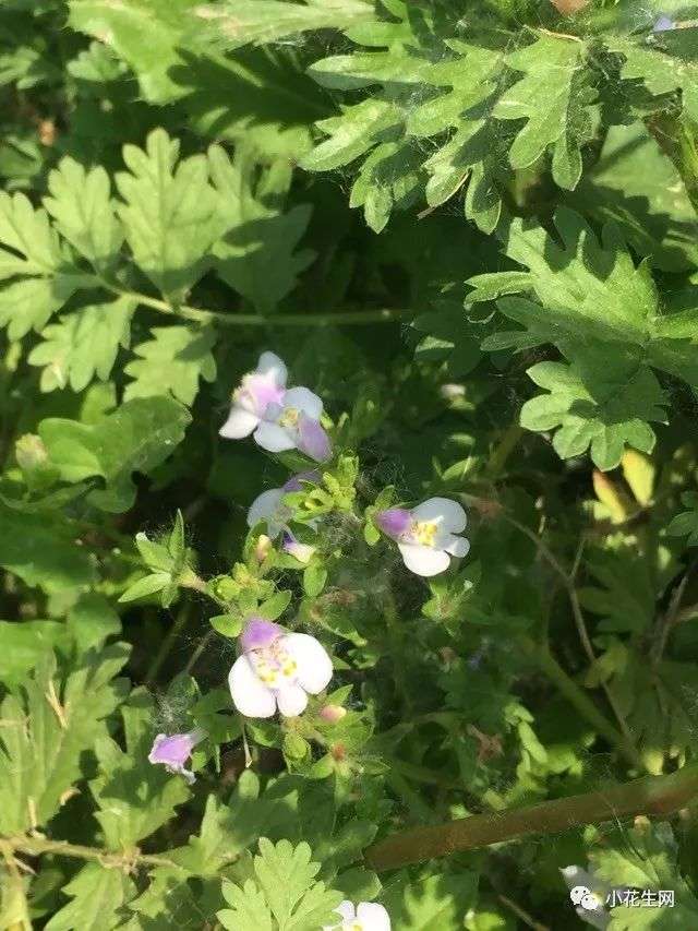 春夏游玩 咱们身边最常见的60种野花 一次带你认个全 知乎