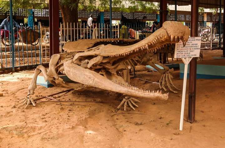 十大已灭绝的蛇 世界第一巨蛇长99999米
