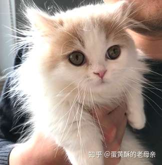 价值1 4w乳白拿破仑小猫 到新家之后第3天猫瘟爆发 第8天离世 猫舍回应 下次再来买猫给你八折 知乎