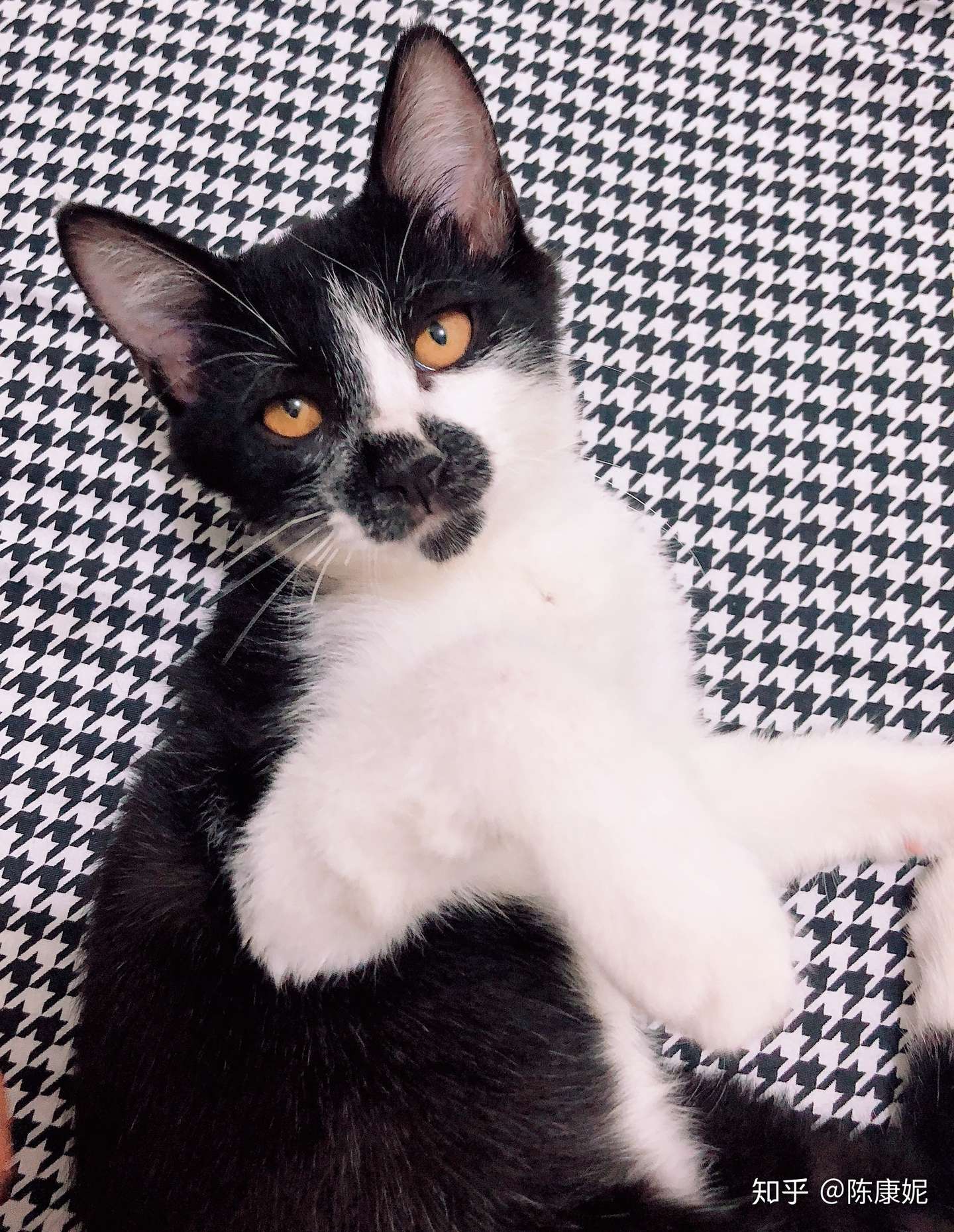 养一只猫会带来多大的幸福感 知乎