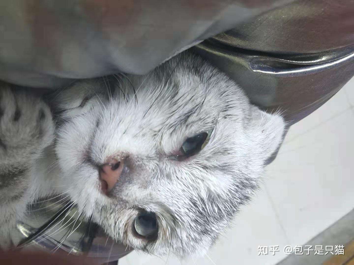 猫咪疱疹病毒携带（个人案例） - 知乎