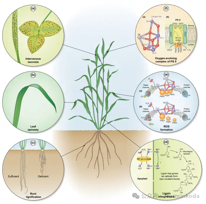 科学网—[转载]New Phytologist||植物必需八大微量营养素关键生理功能与缺乏症状的关联 - 覃元元的博文
