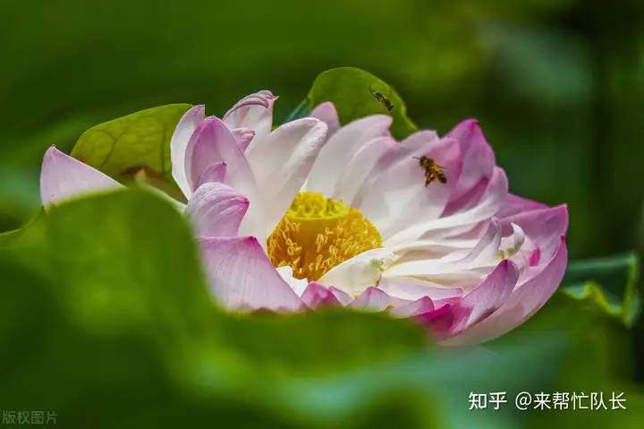 夏至养生怎样吃？夏季养阳，重在“养心”！