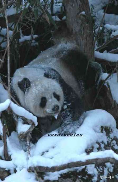 秦岭小霸王熊猫虎子图片