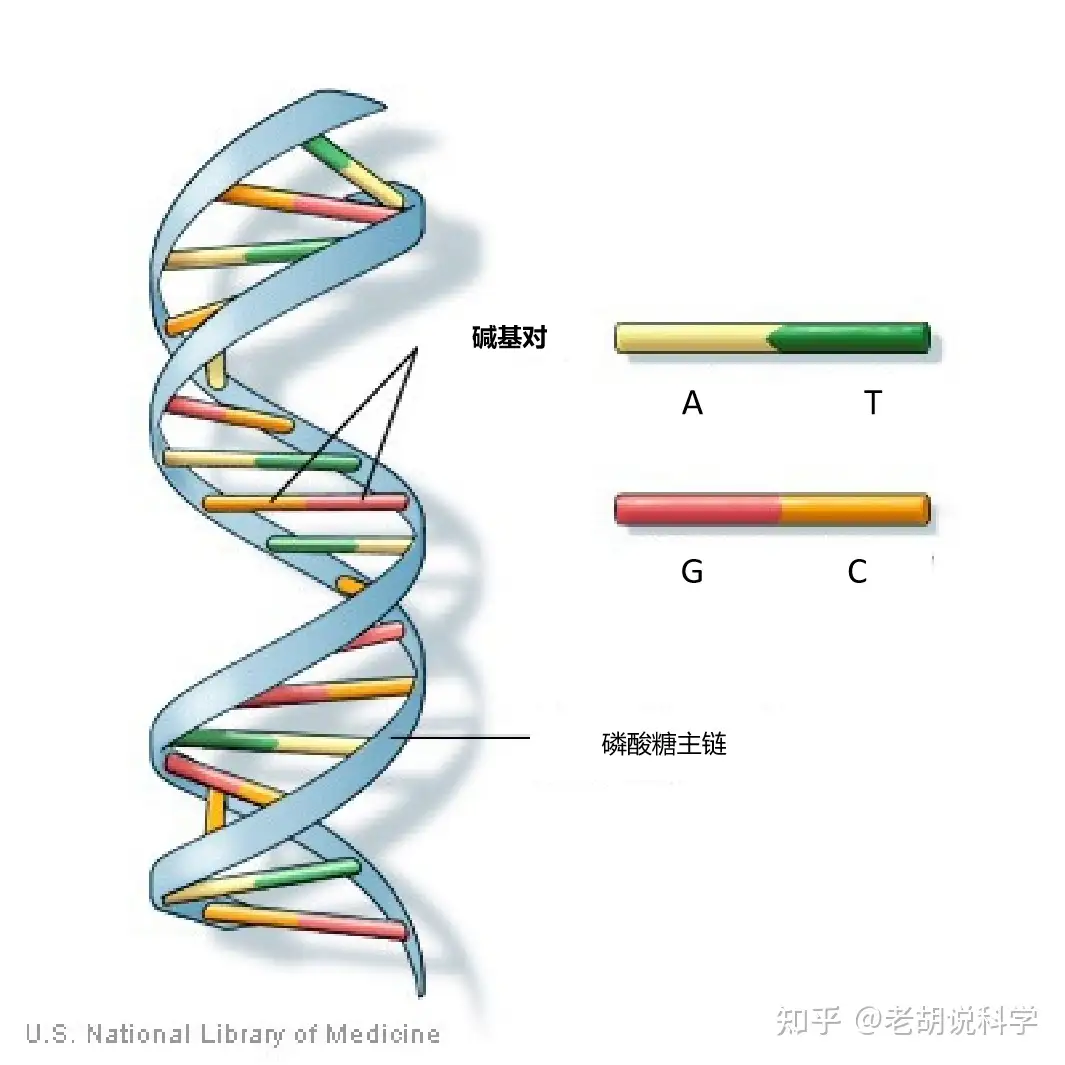 真正的革命性技术 生物计算 或将彻底改变人们的生活方式 知乎