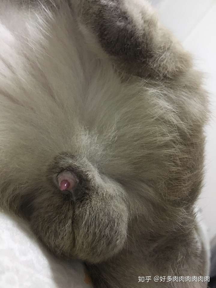 公暹罗的蛋蛋是不是黑的?