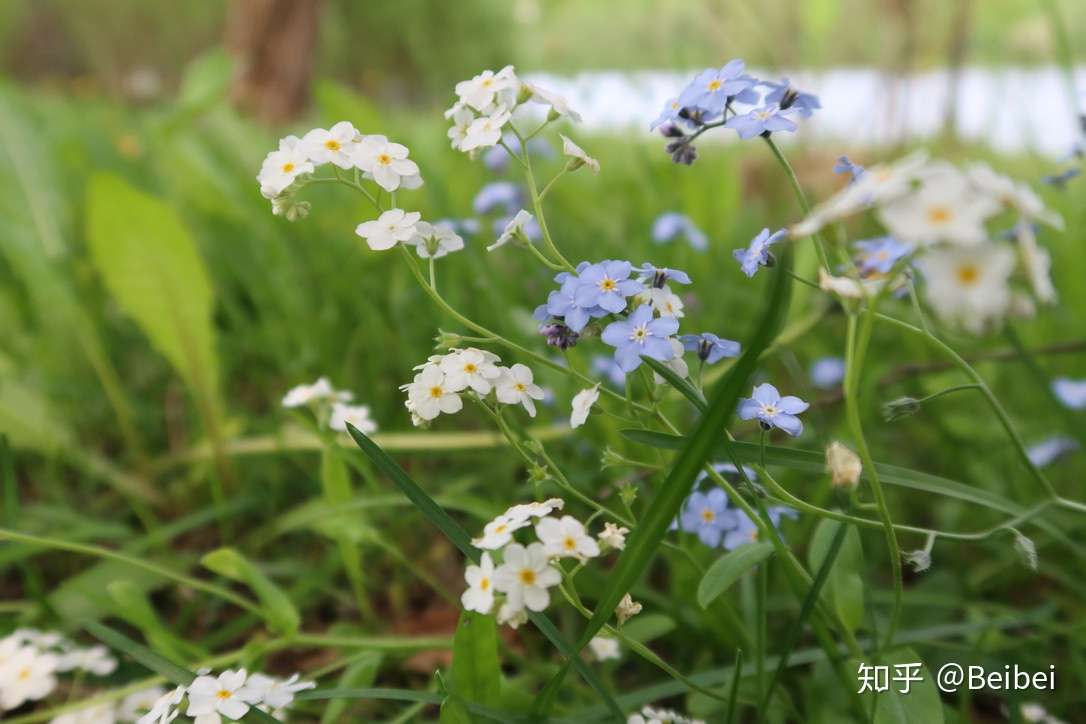 沼泽勿忘草 知乎