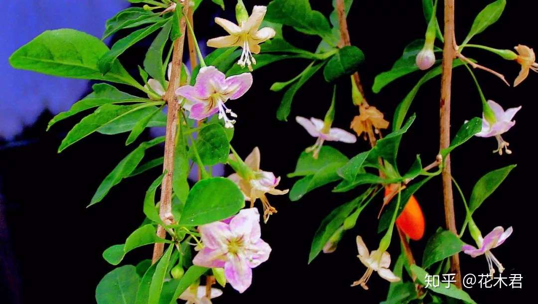 枸杞盆景为何开花多结果少或者开花不结果 知乎