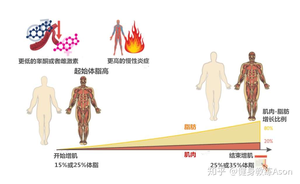 增肌期的最理想体脂百分比 知乎