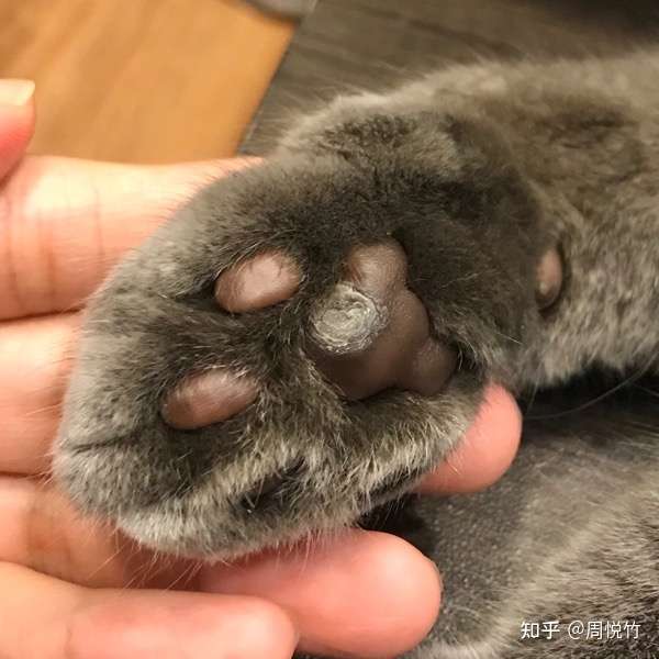 猫肉垫上特别硬的结痂 知乎