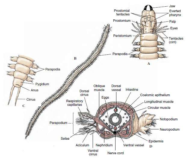 图说消化系统 Digestive System 无脊椎动物 知乎