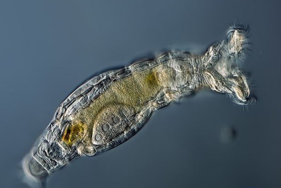 如果有个娃 的想法: 不败世界冠军:bdelloidea轮虫 - 知乎