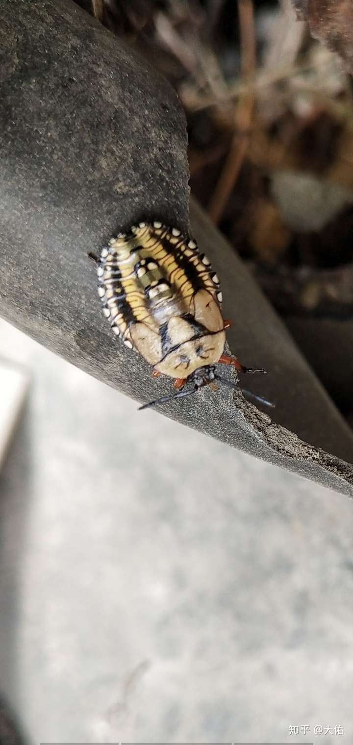 请问有谁知道这是什么虫子密密麻麻的有毒吗