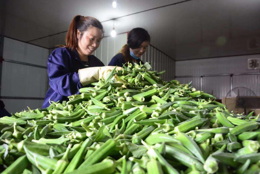 成安有家全国最大秋葵种植基地 乾翔农业 知乎