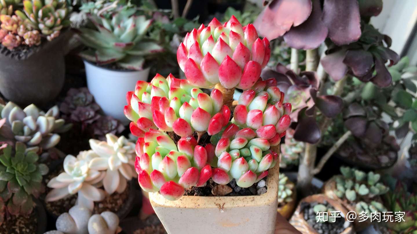 慢客多肉 连载九 知乎