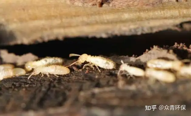 白蚁的天敌是哪些？(白蚁的天敌是哪些动物)