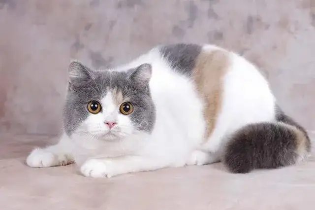 中国本土猫咪 到底有几个品种 知乎 中国本土猫咪 到底有几个品种 知乎