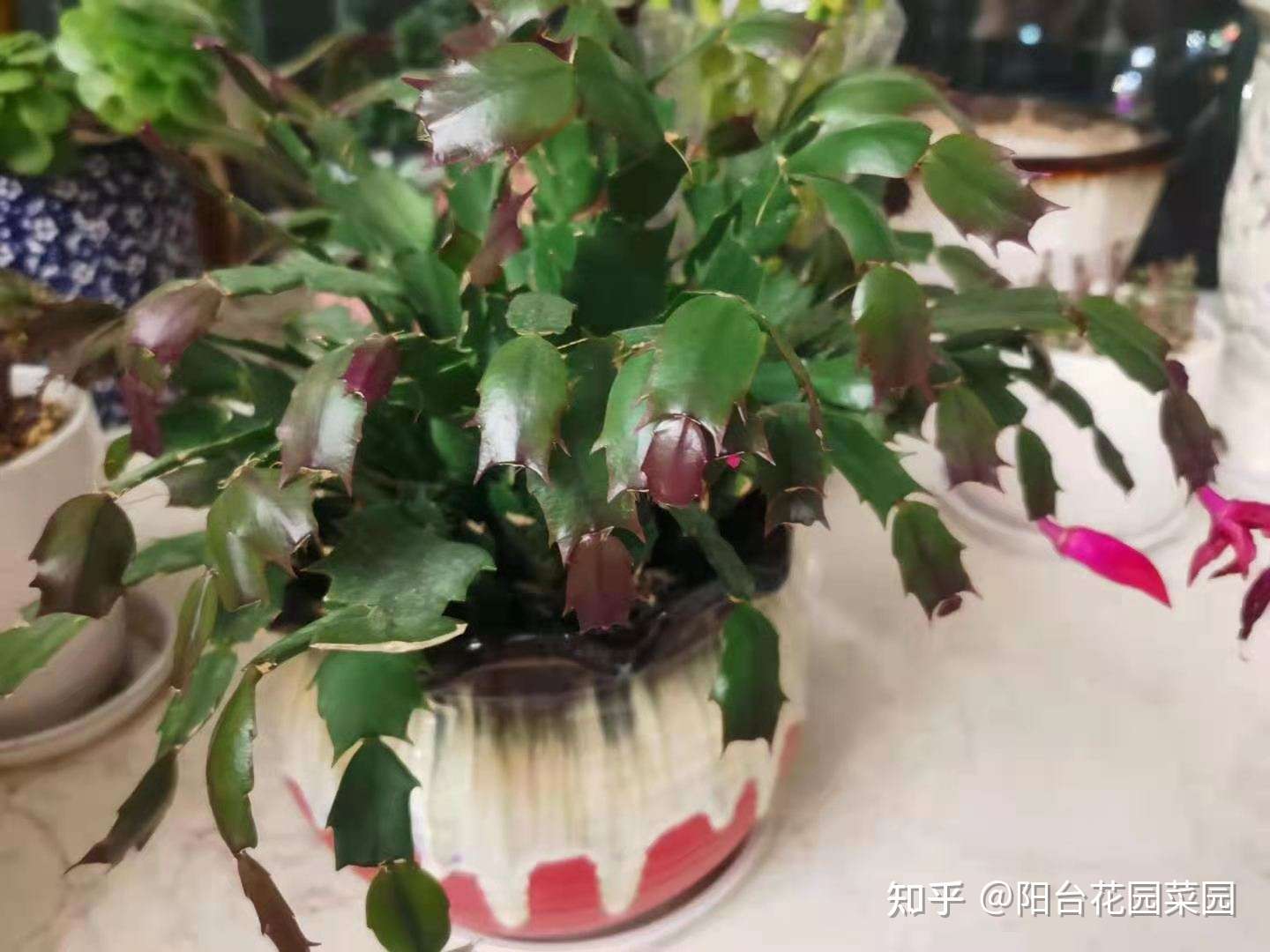 蟹爪兰一半叶子一半花 到底因为啥 春天旺叶子 秋冬才开花 知乎