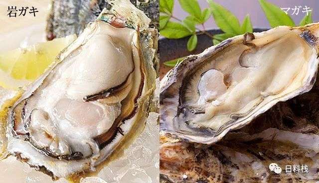 真牡蛎 你猜世界上最常见的牡蛎在日本过得好吗 知乎