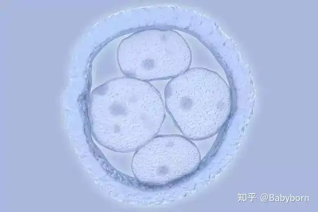 成都试管选男孩（试管是怎么挑选优质胚胎的？）