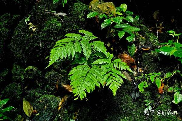 卫生间摆放7种阴生植物 健康好运来 知乎