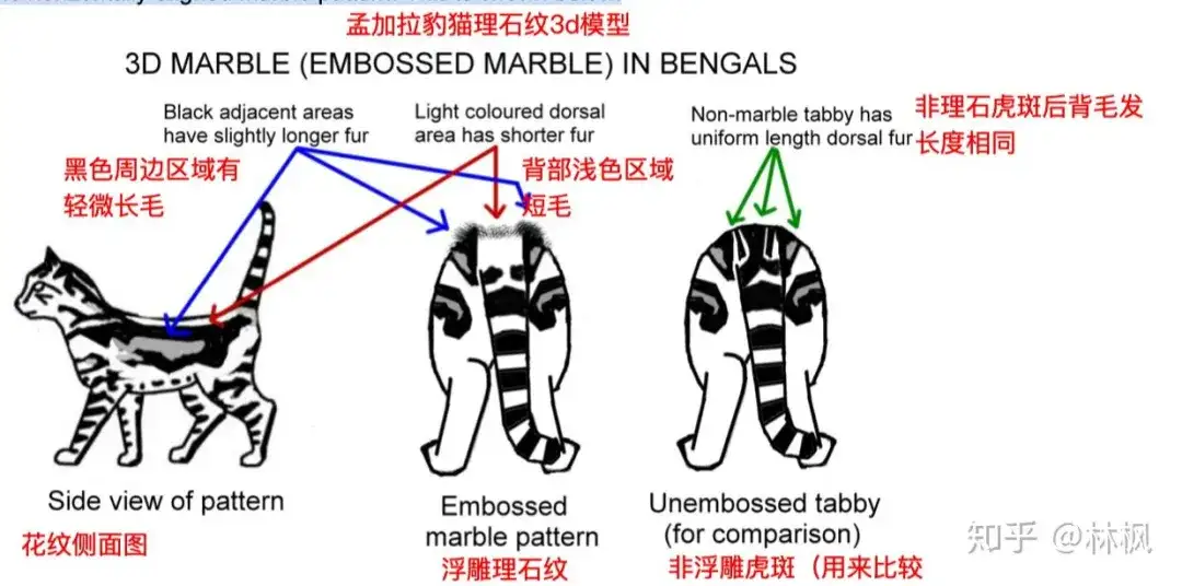 猫咪体型 毛发和身体各部位种类汇总表 知乎