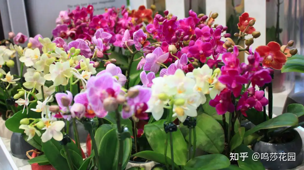 做对了这几件事 蝴蝶兰能养100年 知乎