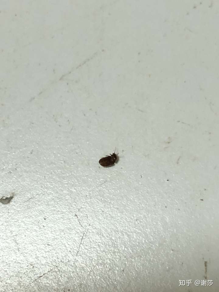 家里突然多了好多虫子. 但不知道是什么虫子. 求解.