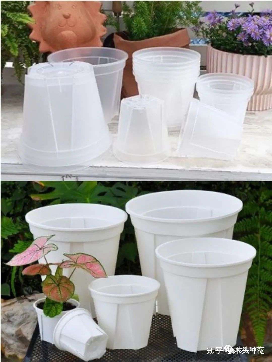 什么 养花第一步我就错了 知乎