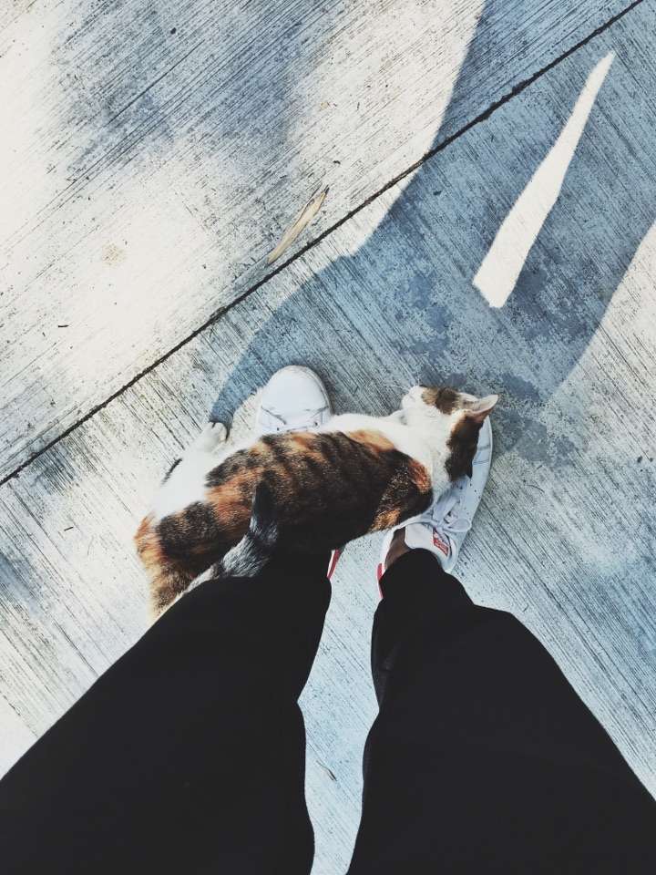 宿舍区的一只流浪猫,有一天我晒被子路过的时候跑过来睡在我的鞋子上.