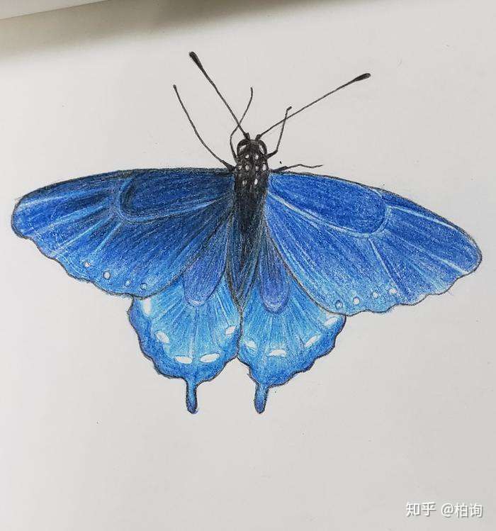 彩铅蝴蝶教程 知乎