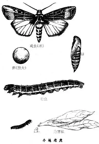 小地老虎幼虫口器图片