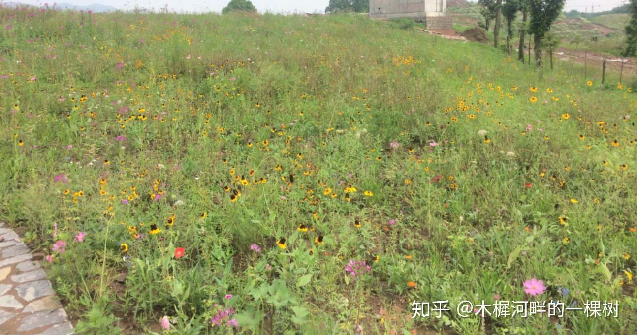 春播野花组合景观及常用花卉 知乎