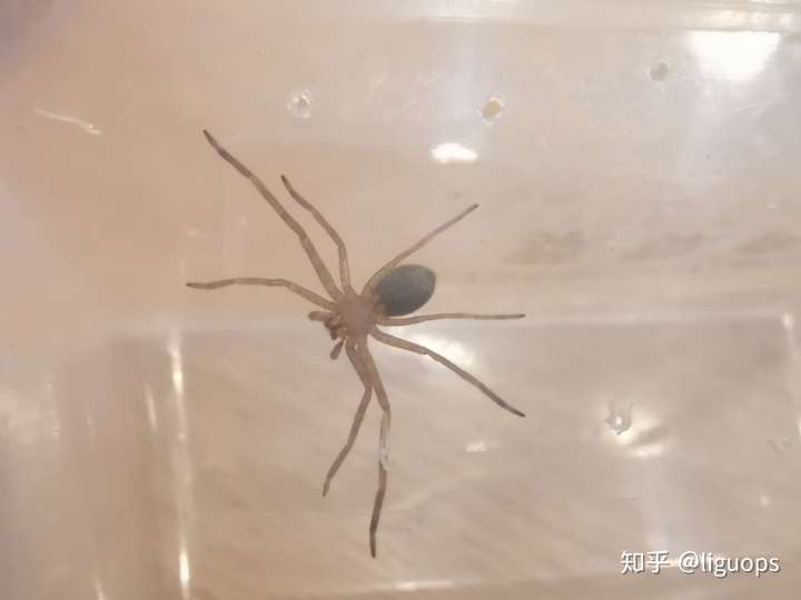 作为从小就有蜘蛛恐惧症的我一直比较害怕的一个物种高脚白额蛛