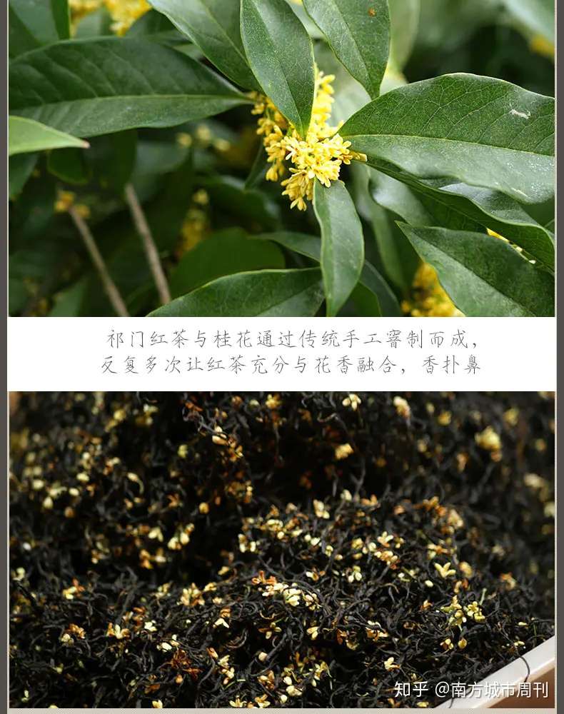 祁润祁门红茶 桂花祁红为你留住秋天的味道 知乎