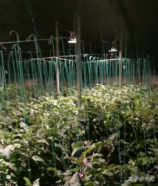 植物补光灯 植物生长灯与普通照明灯的区别在哪里 知乎