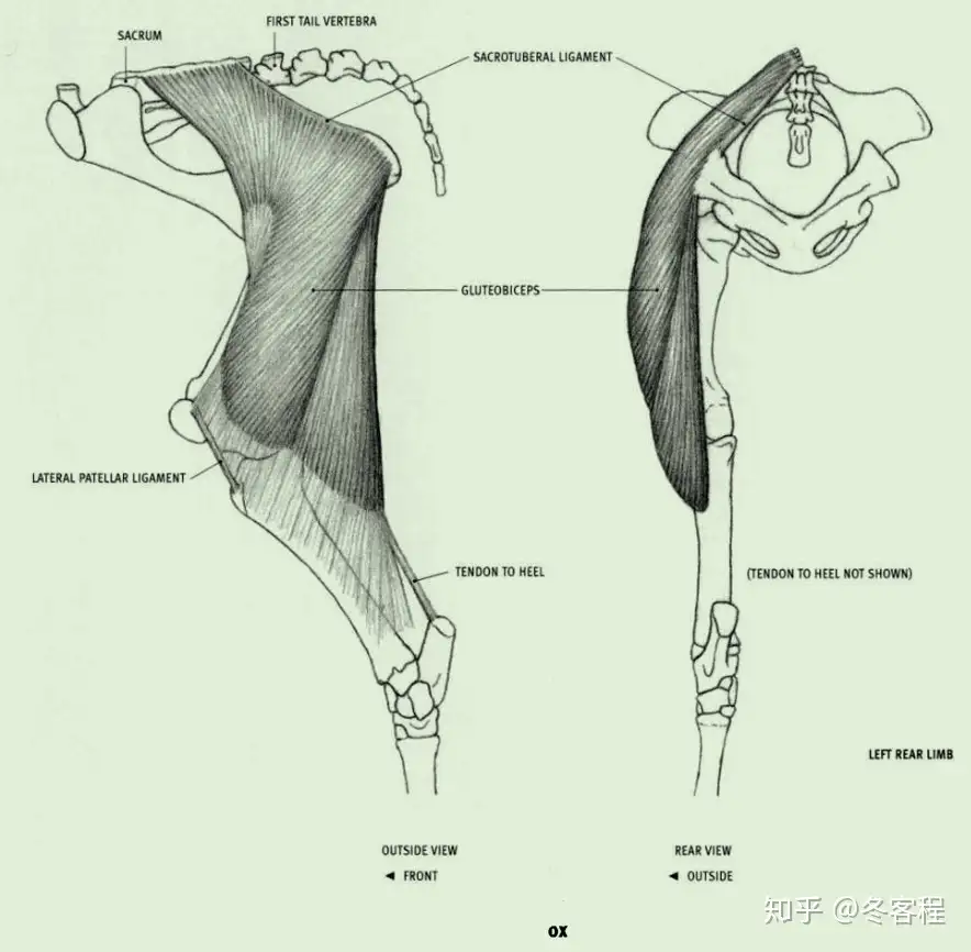 动物肌肉 后肢 臀二头肌 牛科专属 知乎 动物肌肉 后肢 臀二头肌 牛科专属 知乎