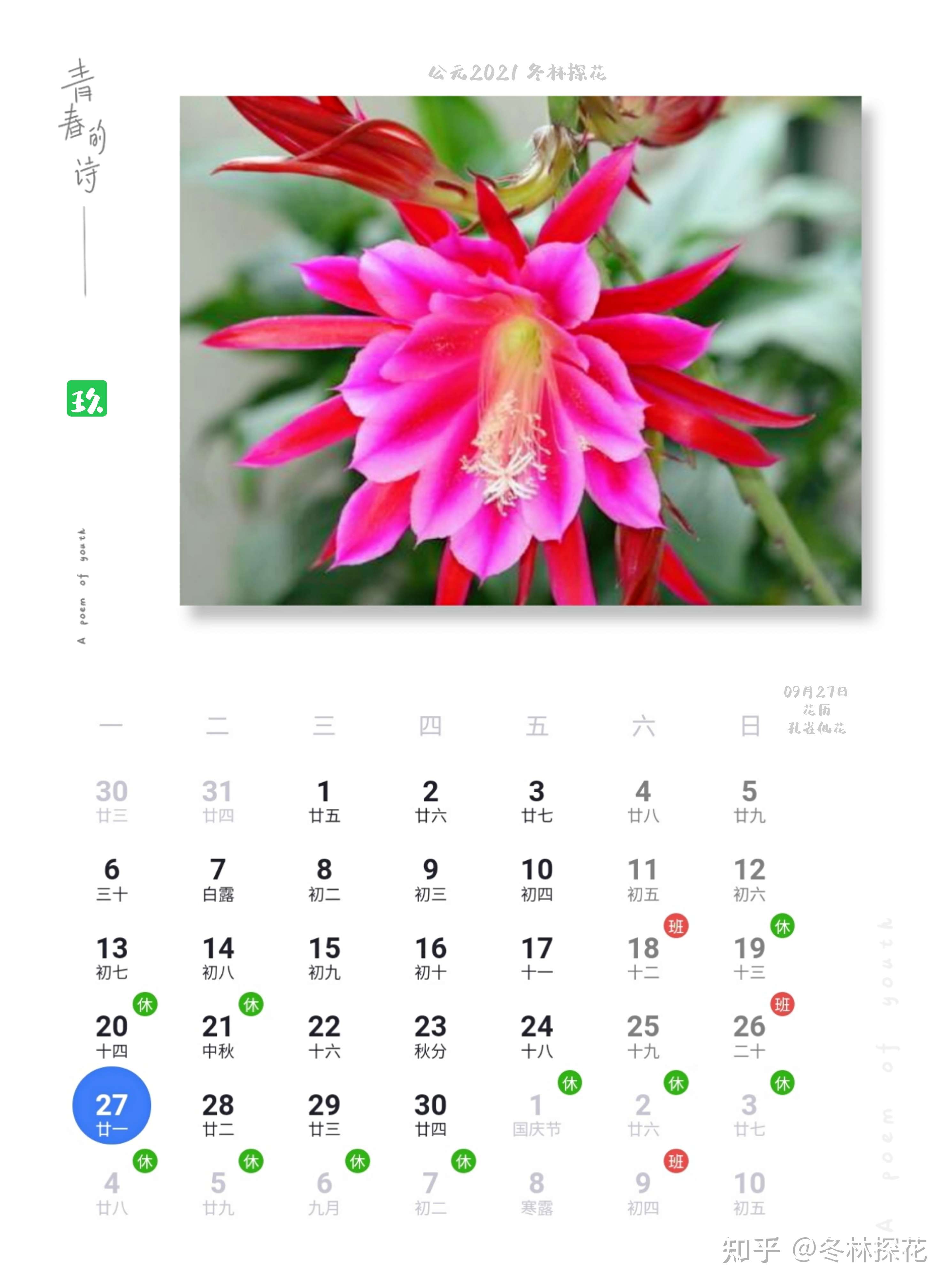 鲜花日历 的想法: 9月27日花历,孔雀仙花 