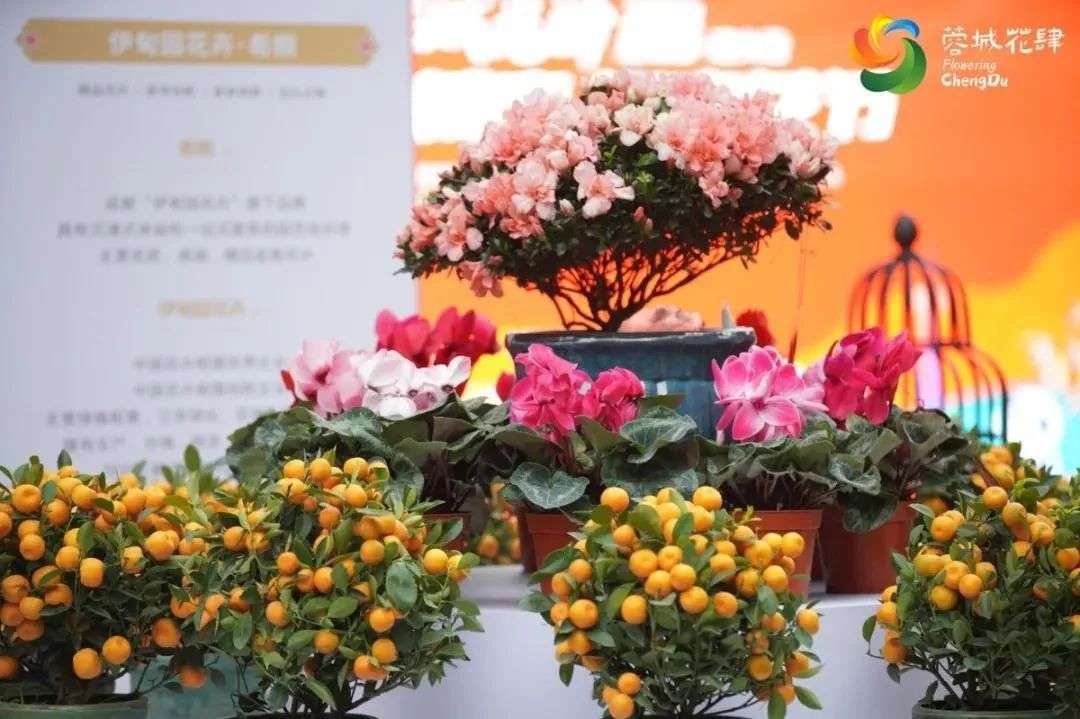 蓉城花肆 开市 知乎