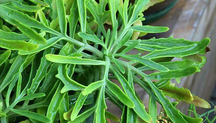 这是什么植物呢 研究不出?