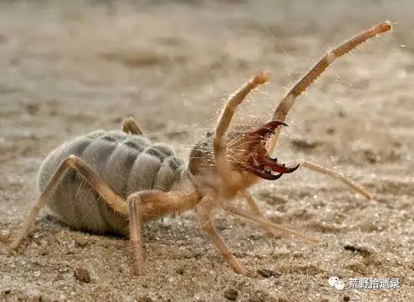 Rhagodes Nigrocinctus