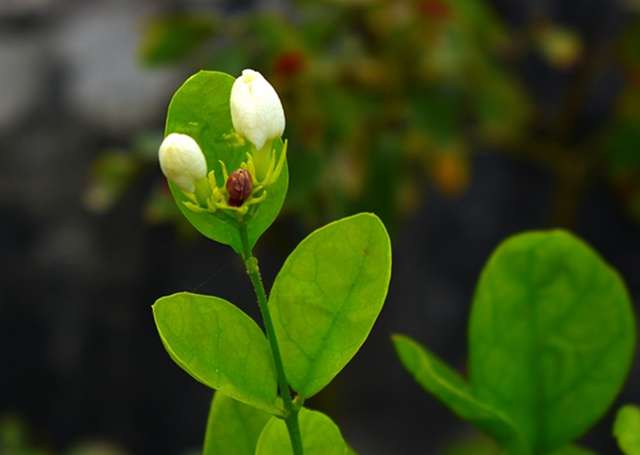 做到这5点 茉莉花一年开3次 香味浓 知乎