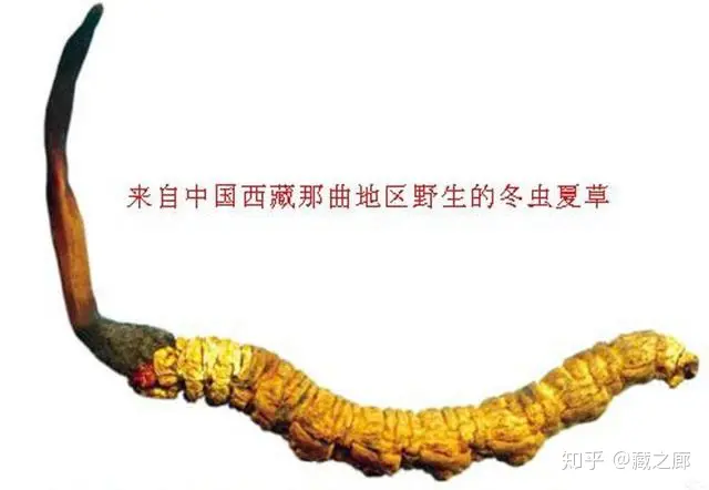 西藏那曲冬虫夏草有什么特征，冬虫夏草哪里的好，那曲虫草如何辨别- 知乎
