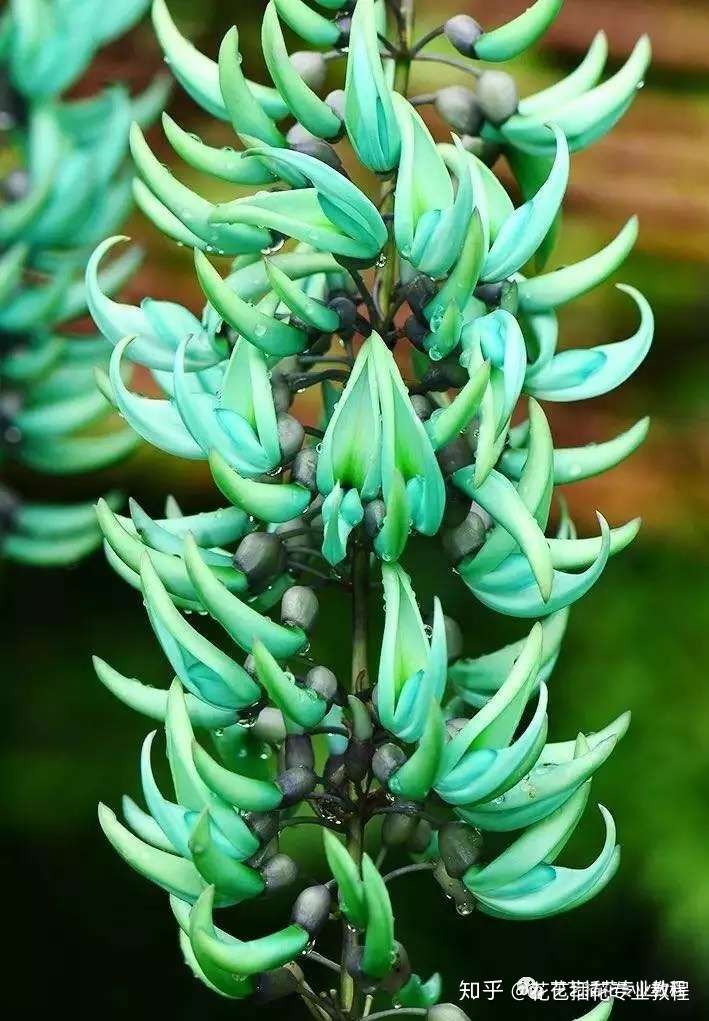 10种世界上最稀有的花 知乎