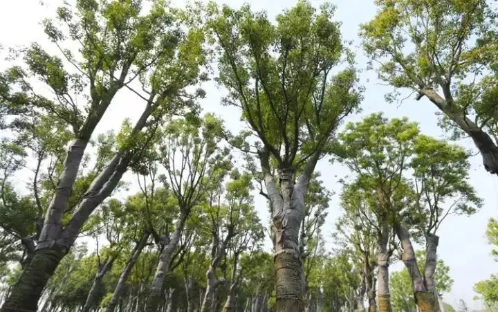 修建10年·耗资33亿｜全球占地面积最大的“上海安缦酒店”即将开业