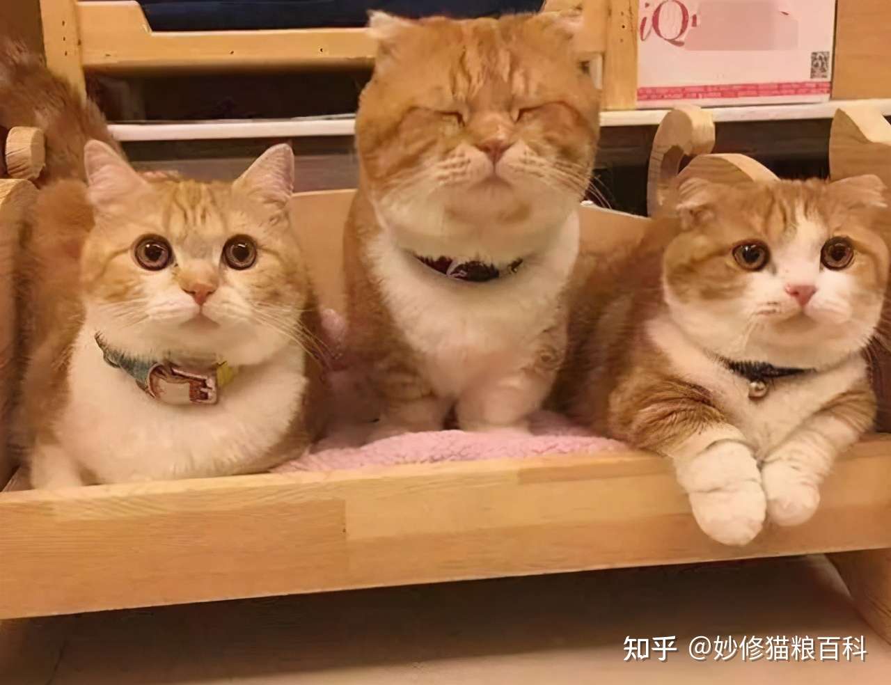为什么大家都喜欢养橘猫 橘猫的7大优点 养过的人都说好 知乎