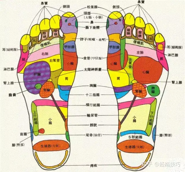 最全足底按摩 脚底按摩方法 肝胆病痛不上身 手法图解 知乎