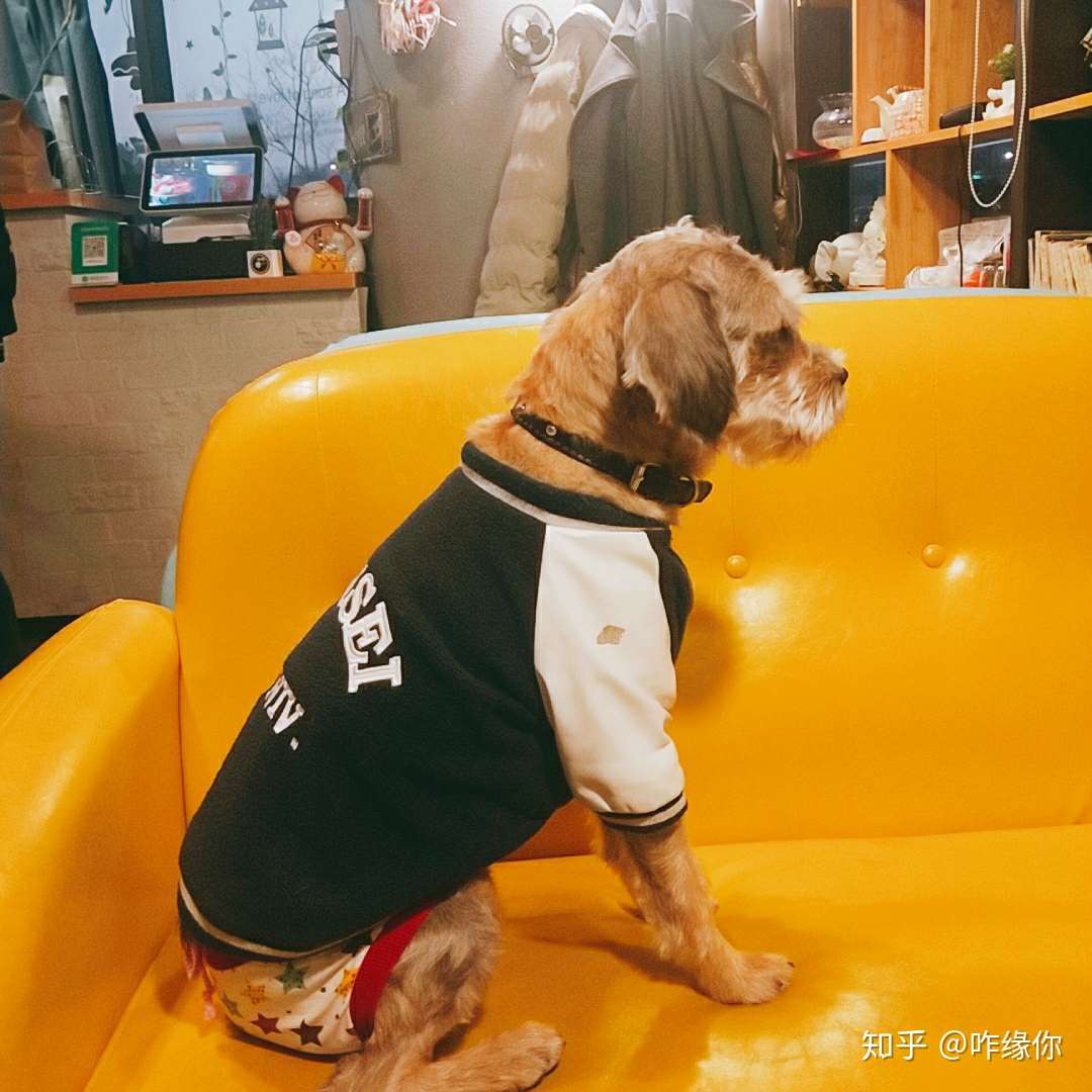 咋缘你 的想法: #大连大学# 超级抑郁的狗狗? - 知乎